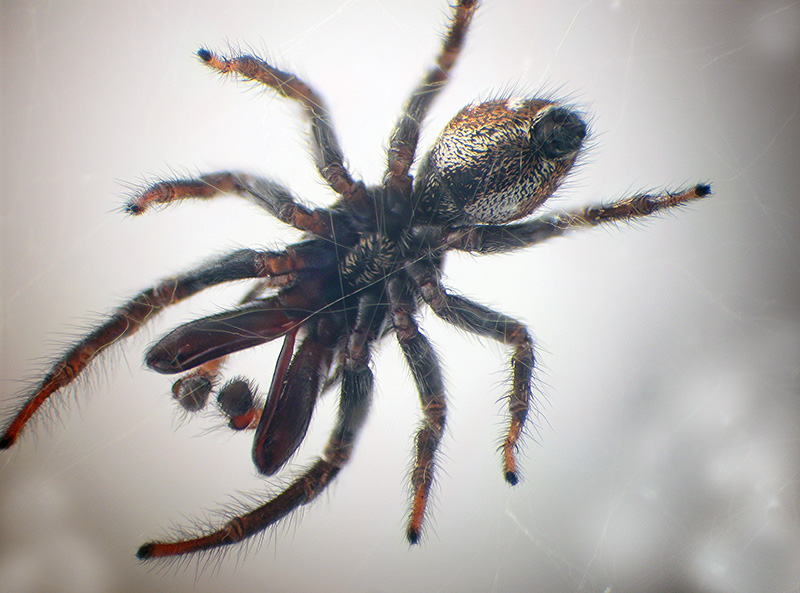 Salticide con cheliceri esagerati